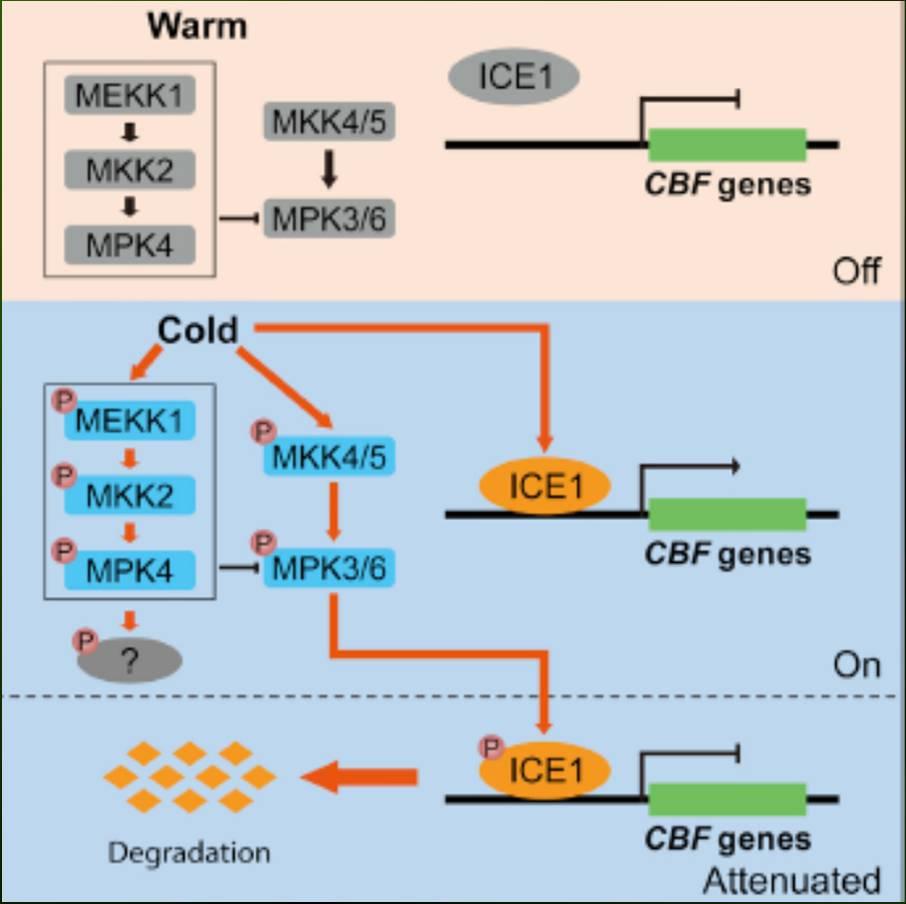 Zapojení mitogen-aktivated proteinů v toleranci k chladovému stresu 51 Update 2017 Zhao C et al. (2017) Developmental Cell 43: 618-629 Li H et al.