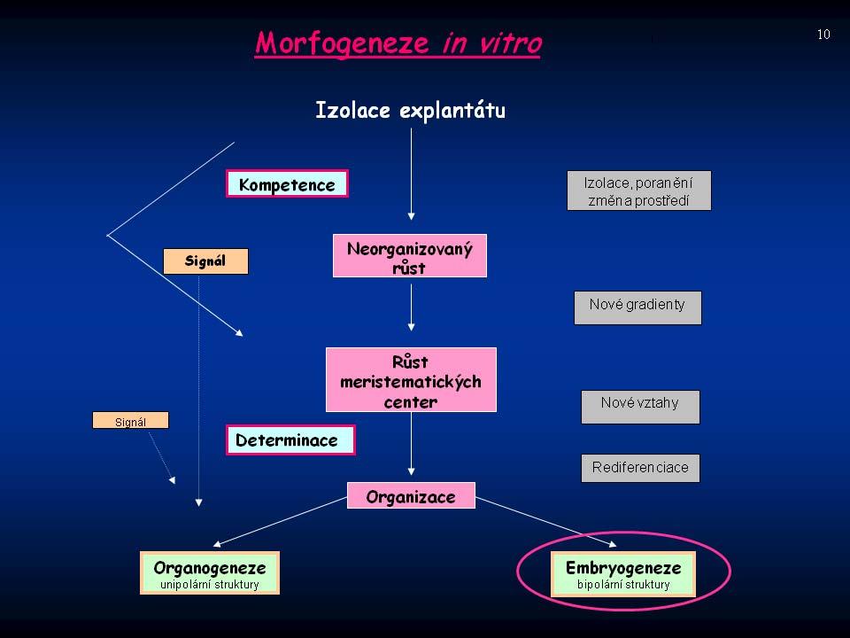 Rostlinné biotechnologie: - kultury rostlinných explantátů in vitro - techniky rekombinantní