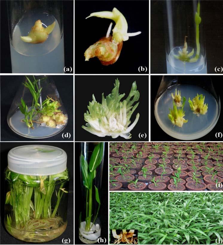 Rostlinné kultury in vitro Plant cell, organ and tissue cultures and application in plant breeding 1838/9 cell theory Schleiden, Schwann 1902 Haberlandt, first studies, unsuccessful cultivation of