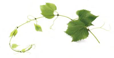 Sauvignon 0,75 425 CZK polosuché, zemské halb trocken, Landwein Víno se světle zlatavou barvou, vůní doalkoholizovaných višní a chutí velmi výrazných tónů borůvek. Víno s dlouhou dochutí.