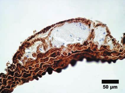 Plate IV Fig. 9. Sample No.