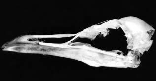 Obr. 1. Lebka racka bouřního západosibiřského (Larus canus heinei), Tovačov, duben 2002; foto Jitka Hanáková. Fig. 1. Skull of a Russian Common Gulls (Larus canus heinei), Tovačov, April 2002; photo Jitka Hanáková.