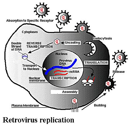 Replikace retroviru typ