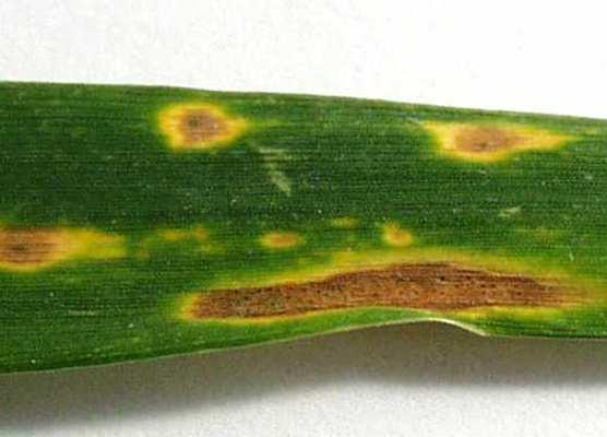 Pro šíření infekce je nutná vysoká vlhkost a teplota (opt. 20-25 o C). Choroba patří k nejnebezpečnějším chorobám pšenice.