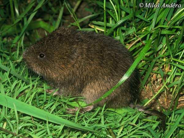 hryzec vodní (Arvicola terrestris) svalový výběžek větší kloubního