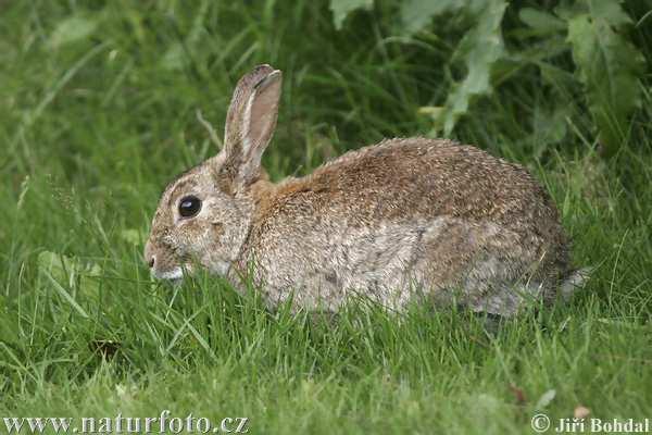 králík divoký (Oryctolagus cunniculus) úzké otvory na konci tvrdého patra,