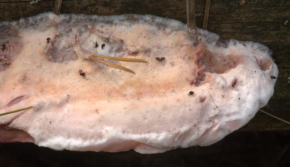 Bělochoroš fialovějící / tvarohovček fialovejúci (Leptoporus mollis).