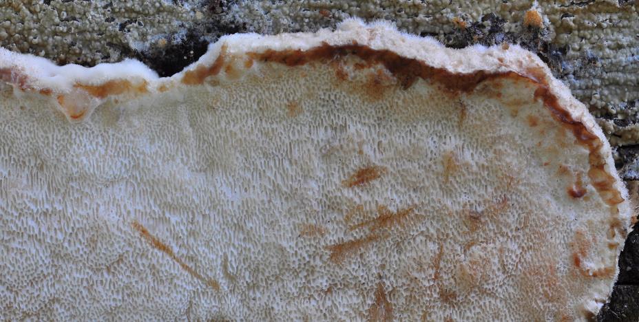 14) Bělochoroš červenající / sarkopória mäkká (Sacroporia polyspora).