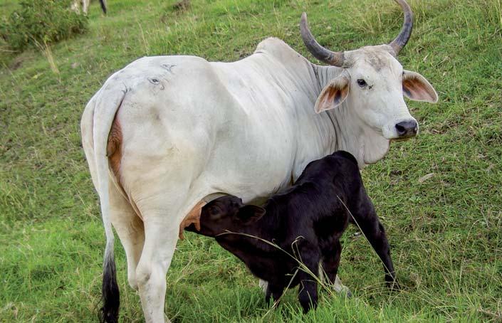 Krávy z velkochovů Obrovským problémem umělé výživy je, že všechny náhražky mateřského mléka se vyrábějí z kravského mléka produkovaného ve velkochovech.