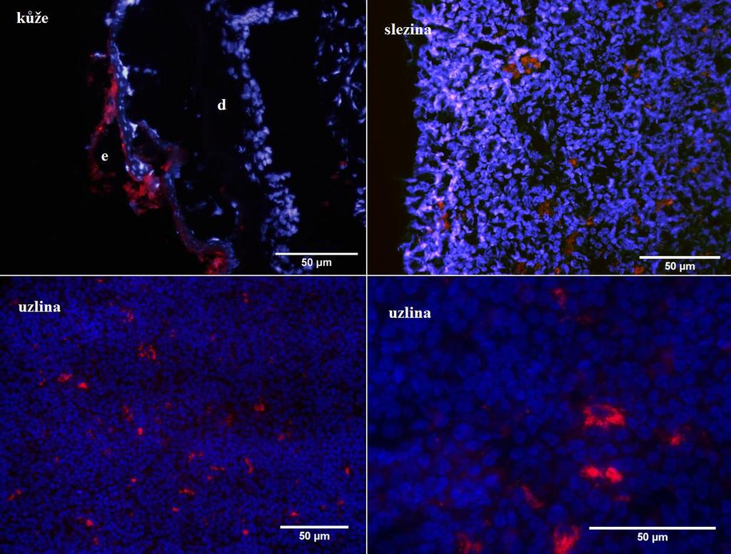 Obrázek 9. Distribuce fluorescenčně značených MSC pomocí imunohistochemie. MSC značené červenou fluorescenční barvou PKH 26 byly aplikovány na nanovlákenných nosičích na kožní transplantát.