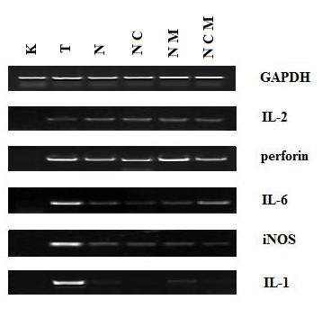 6.4.2 Exprese genů pro prozánětlivé cytokiny Kožní transplantát byl po odběru podroben analýze pomocí PCR.