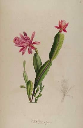 Za jeho osvobození bojoval Humboldt i jiní, leč marně. Bonpland zemřel roku 1858 v San Francisco de Borja v Brazílii.