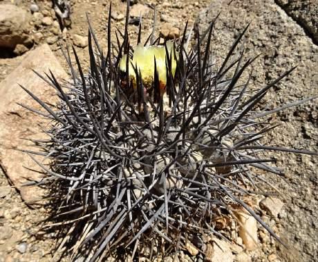 Copiapoa solaris, za