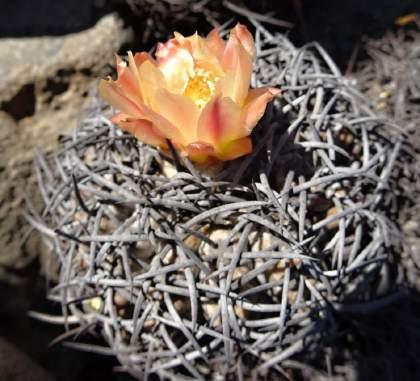 Copiapoa cinerea,