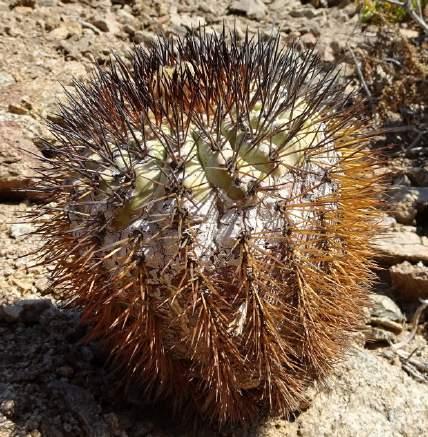 Ramon, 140 m Copiapoa
