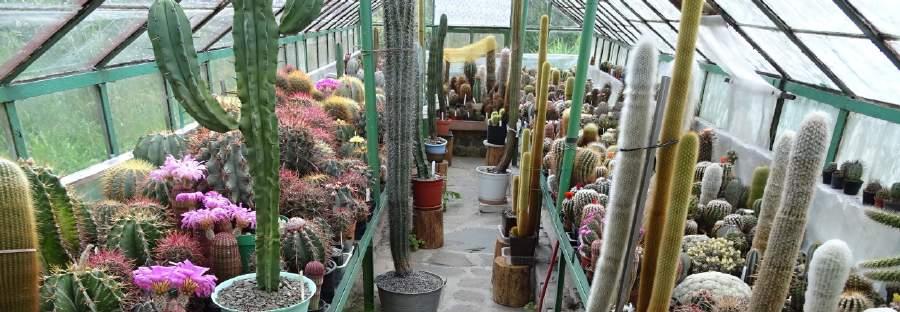 na výsevy Strombocactus disciformis, Aztekium ritterii, Encephalocarpus strobiliformis,