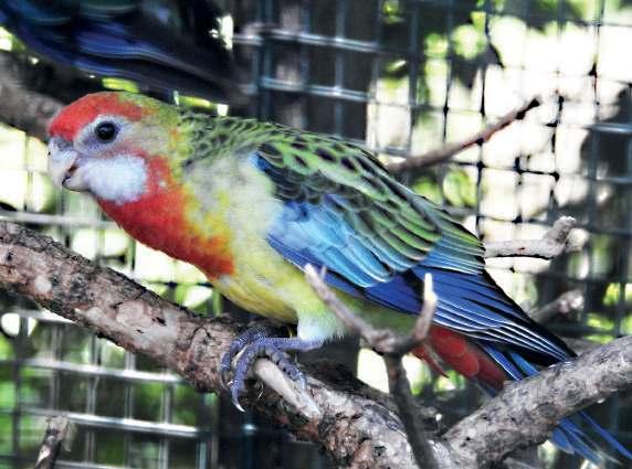 V ZOO Plzeň je v plánu rozšíření chovu papoušků rodu Platycersus.