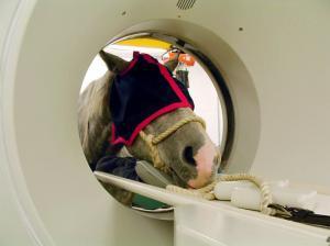 Obr. 114 Micro PET-CT myši [28] U vyšetření koní poskytuje výpočetní