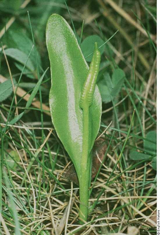 řád: Ophioglossales Botrychium lunaria (vratička měsíční) - z oddenku vyrůstá jediný