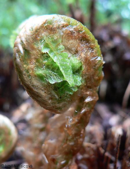třída: Polypodiopsida (kapradiny) - zelené výtrusné rostliny - v ontogenezi převládá sporofyt (2n) - tělo rostlinné (cormus) - stonek nečlánkovaný, obvykle jen jako oddenek - listy megafylní,