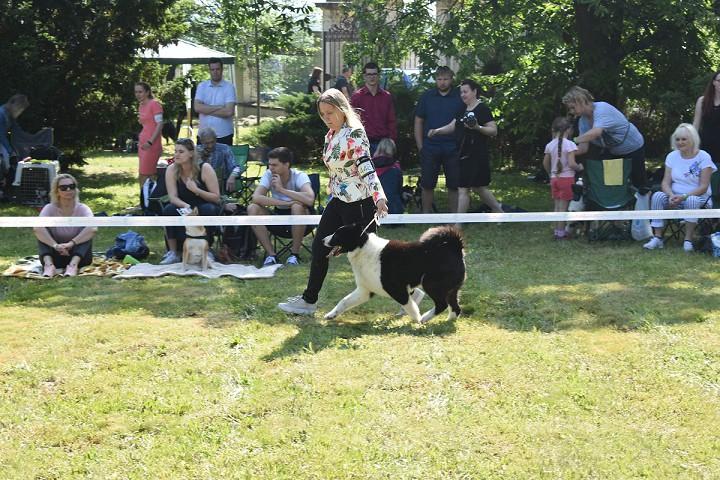 Národní výstava psů v Mladé Boleslavi 13.7.-14.7.2019 rozhodčí Havelka Tibor Aischa Carnivora Boreas (REL, třída mladých) majitel M.