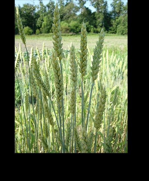 Aegilops speltoides (2n = 2x = 14; SS).