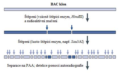 Detekovány jsou tak všechny vzniklé fragmenty, nikoli pouze jejich část (Marra et al., 1997; Olson et al., 1986). Obr.5 Schématické znázornění fingeprintingu se dvěma restrikčními endonukleázami.