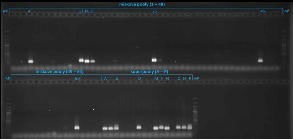 usnadnil určení adres pozitivních klonů. Z výsledků skríninku 3D poolů misek 1-16 byly určeny adresy pozitivních klonů TaaCsp7DS004L01, TaaCsp7DS014G11 a TaaCsp7DS013N13.