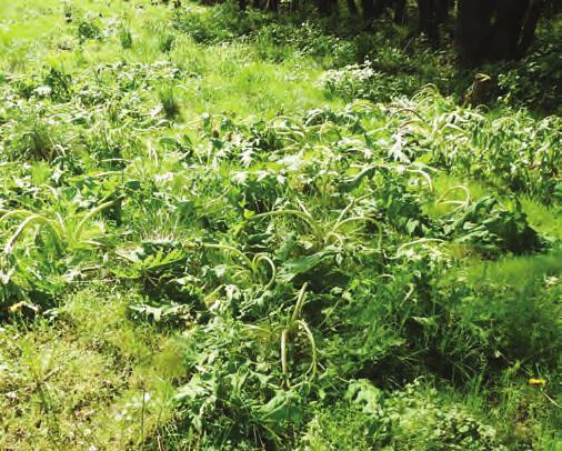 2014). Mulčování bolševníků traktorem na lemu pole 2. Chemická likvidace V současné době je použití pesticidů (přípravků na ochranu rostlin) nejpopulárnější metodou likvidace invazních bolševníků.
