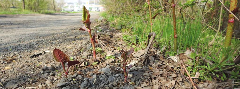 Křídlatka sachalinská (Reynoutria sachalinensis) Vzrůstem bývá v průměru větší, má také největší listy (20 30 cm dlouhé a 10 20 cm široké) s podlouhle vejčitou čepelí, na vrcholu zaokrouhlenou a na