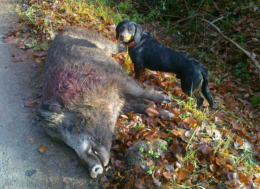 poplatkových lovů a jiných faktorů je objektivnější pro zjištění ceny obvyklé v místě a čase přistupovat k ocenění hodnoty poplatkového odlovu LOZ individuálně. 2.