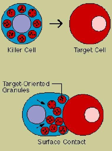 ../chapt13/nk%20cell.