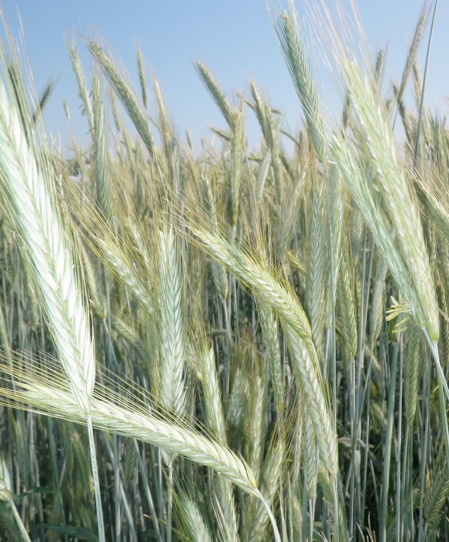 ROTONDO oceněno zlatou medailí Polagra Poznaň 2016 - středně raná odrůda pšeničného typu s velkým červeným zrnem a vysokým obsahem dusíkatých látek velmi dobře odnožuje krátké stéblo rekordní výnosy