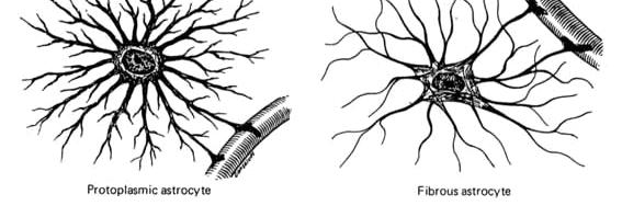 1. NEUROGLIE (GLIOVÉ BUŇKY) - Podpůrná funkce, vyživují nervové buňky, chrání nervové buňky, fagocytují poškozené neurony, odstraňuje neurotransmitery z ECT - v CNS: 1. Ependymové buňky fylogenet.