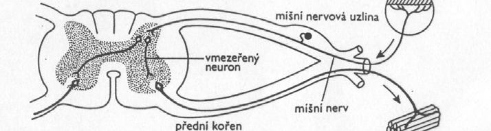 B. FUNKČNÍ PROJEVY NERVOVÉHO SYSTÉMU B1.