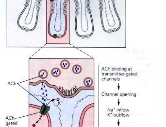 membrány svalového vlákna - mediátor - acetylcholin, receptor - nikotin ( Na + kanál) - vzhledem k velikosti ploténky, množství