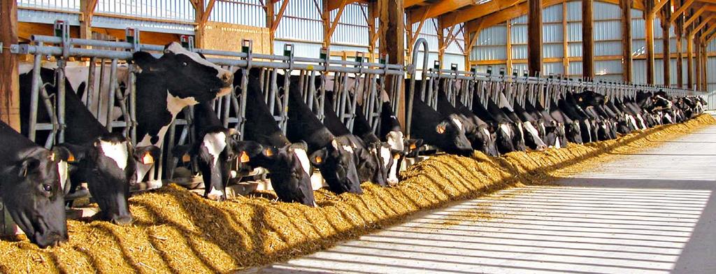 ČISTĚJŠÍ PÍCE PRO VYŠŠÍ ZISK Veškeré zisky z chovu dobytka začínají zásobami krmiva v silu, v balících nebo v zásobníku.