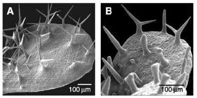 Morfogenetické defekty kis-t1 mutanta (Arabidopsis) - Ukázalo se, že Kiesel (KIS) je gen kódující TFC A u Arabidopsis - Recesivní silný mutant v tomto genu je lethální (na