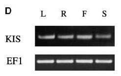 KIS je transkribován ve všech částech rostliny (L=list,