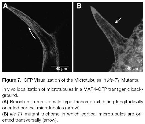 Pomocí fluorescenčního značení mikrotubulů (35S::MAP4 GFP) se ukázalo, že TFC A nehraje roli ani v koncentraci tubulinu (trichomy A,B) ani v stabilitě mikrotubulů,