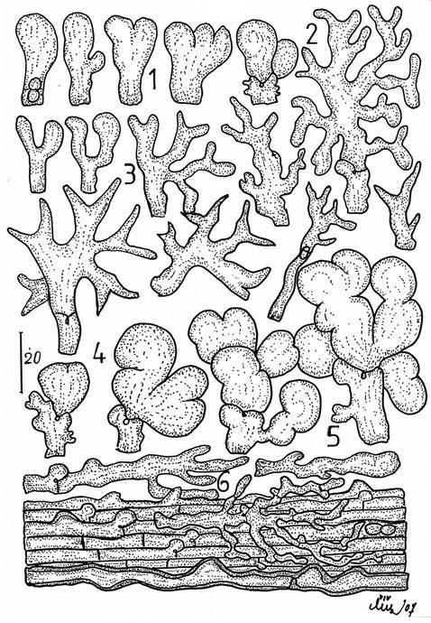 Fig. II. Tomentella subcinerascens. Formy dendrocyst, jejich vývojová stadia a řez hyfovým svazkem vatičky sivé. 1) Čtyři vývojová stadia dendrocyst vezikuloidního typu. 2) Zralá větvená dendrocysta.
