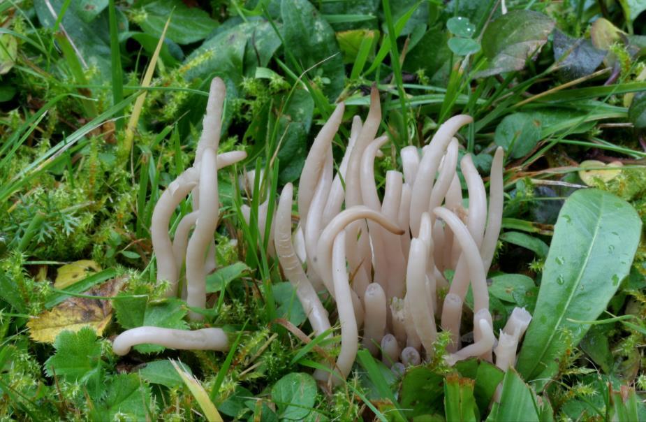 Kyjanka zakouřená Clavaria fumosa Fr.: Fr.