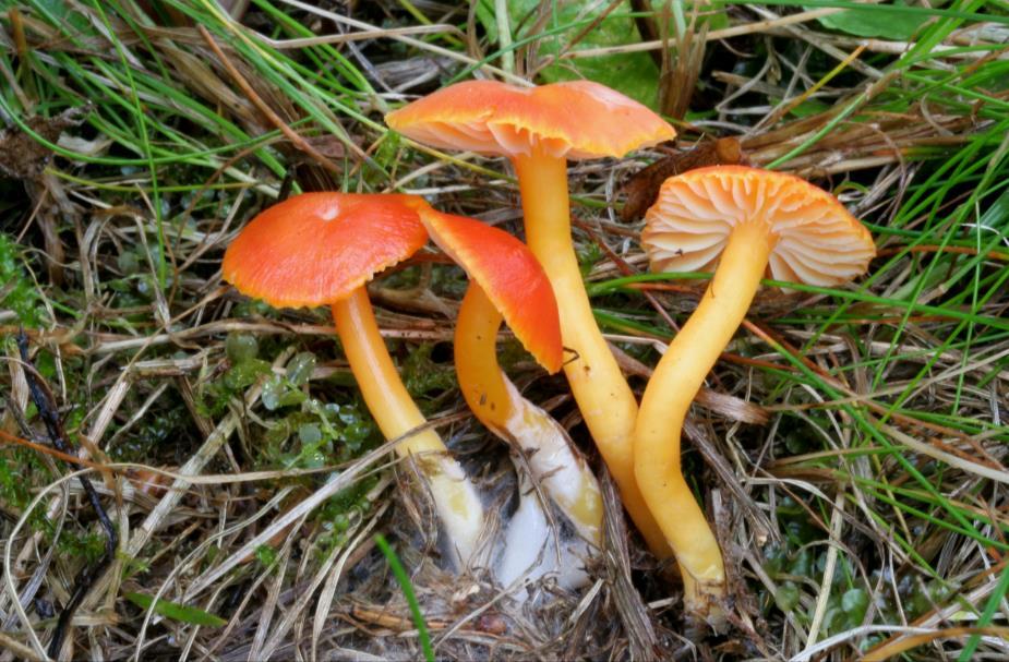 Voskovka Reidova Hygrocybe reidii Kühner, PR