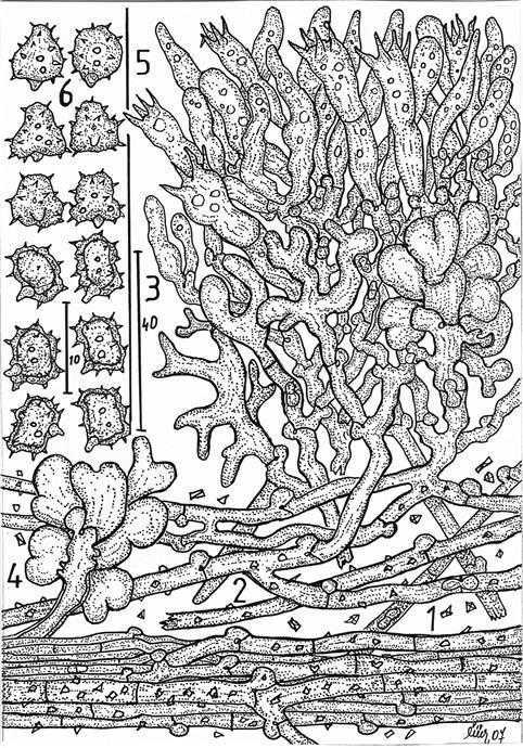 Fig. I. Celkový pohled na řez plodnicí Tomentella subcinerascens. 1) Hyfový svazek v bázi plodnice. 2) Subikulární hyfy.