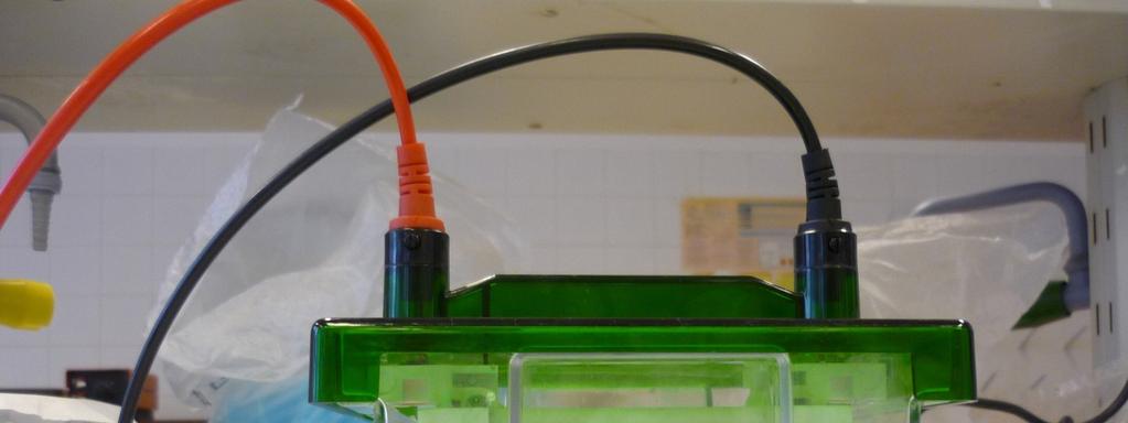 Obr. 15 Probíhající SDS-PAGE elektroforéza 3.2.1.14. Vizualizace bílkovin Po ukončení elektroforézy byl elektroforetický pufr slit a desky byly vloženy do misek s destilovanou vodou tenkým sklem dolů.