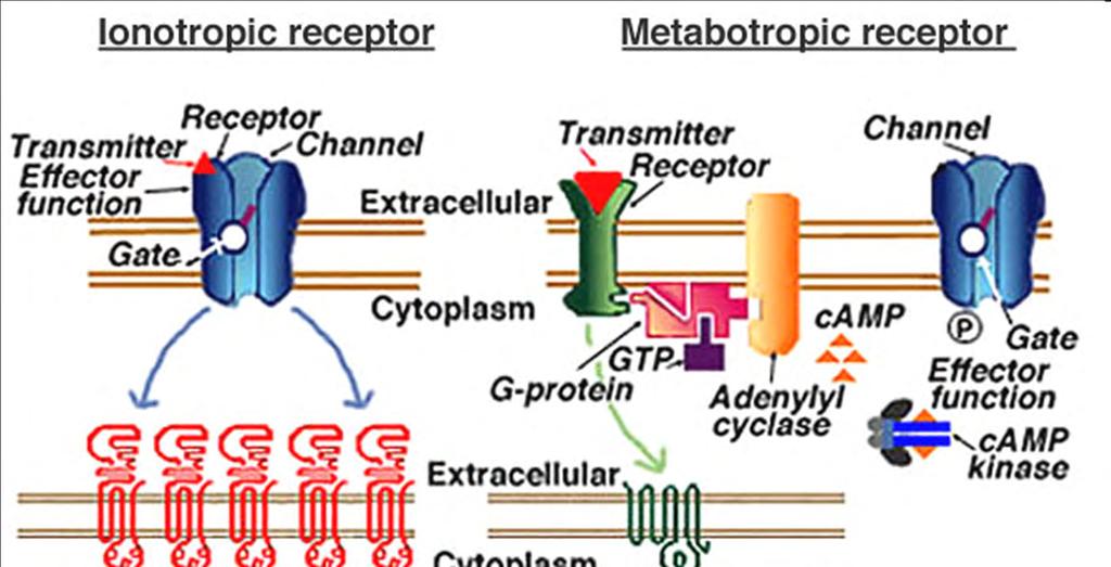 IONOTROPNÍ A