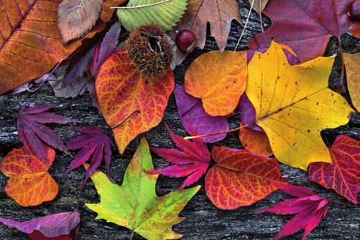 ŘÍJEN 2019 PLATNOST AKCE: 9. 10. 31. 10. 2019 WWW.PROTON.