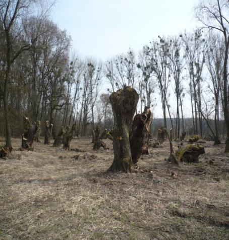 Obr. 16: Zastřihávání hlavatých území
