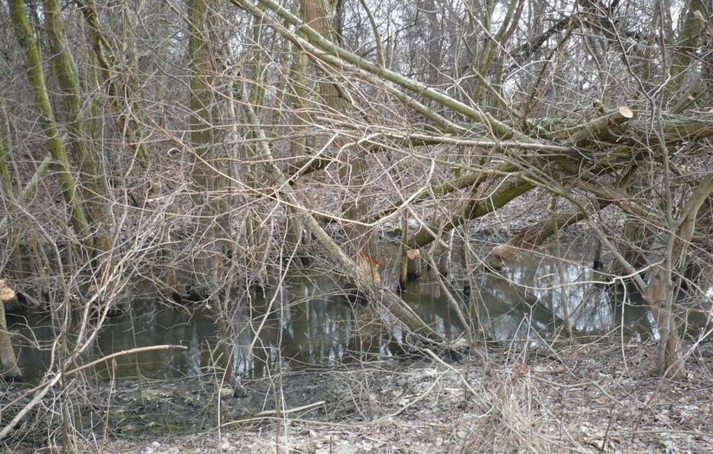 Obr. 24: Severní část rezervace na jaře 2011.