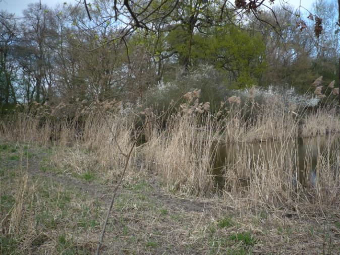 Invazním druhem je trnovník akát (Pseudacacia robinia), jehoţ porosty nejsou většího charakteru a jsou z rezervace částečně odstraňovány v západní a jiţní části.